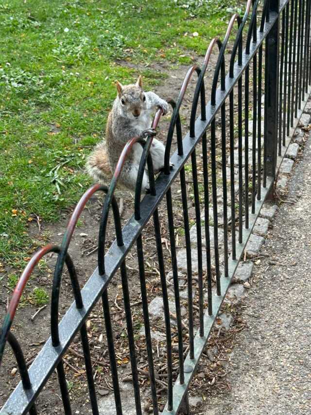 公園のリス